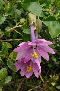 Passiflora cumbalensis