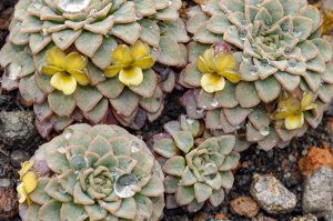 Viola parvifolia