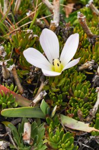 Gentianella cerastioides var. chimborazensis