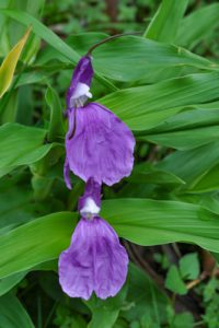 Roscoea auriculata (with leaches!)