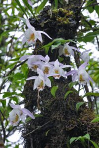 Pleione hookeriana