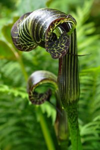 Arisaema griffithii var.