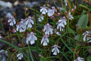 Amitostigma puberula