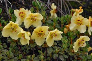 Rhododendron lepidotum