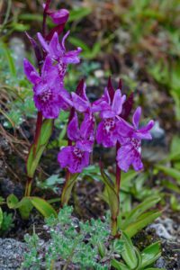 Ponerorchis chusua