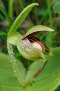 Cypripedium elegans