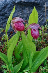 Cypripedium himalaicum