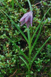 Lilium nanum