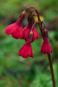 Primula kingii
