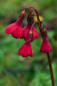 Primula kingii