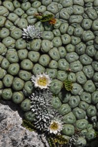 Raoulia buchananii & Raoulia grandiflora