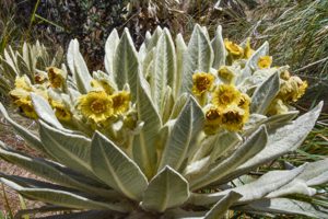 flowers of Espeletia pycnophylla