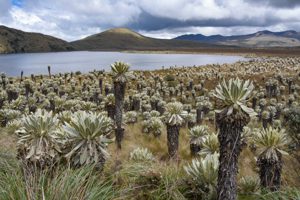 Espeletia pycnophylla at Lagunas El Voladero