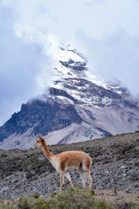 Vicuña (Vicugna vicugna) with Chimborazo in the back