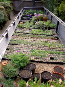 cold frame