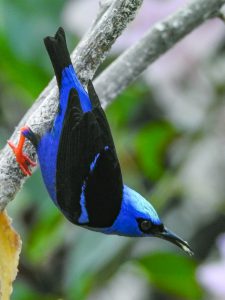 Red-legged Honeycreeper (Cyanerpes cyaneus) male