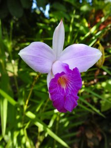 Arundina graminifolia