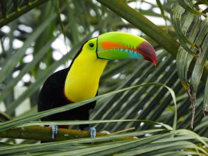 Keel-billed toucan (Ramphastos sulfuratus)