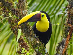 Chestnut-mandibled Toucan (Ramphastos swainsonii)