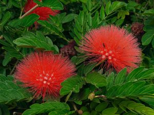 Calliandra haematocephala