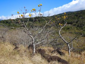 Cochlospermum vitifolium