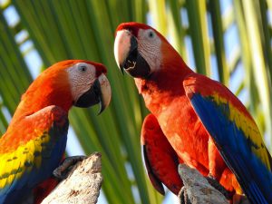 Scarlet Macaw (Ara macao)