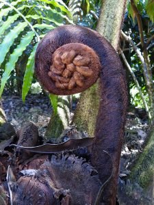 Cyathea brunei (monkey tale fern)