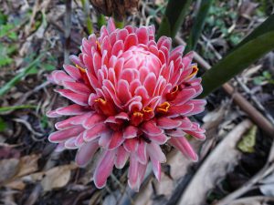 Torch Ginger (Etlingera elatior)