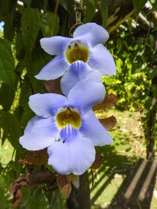 Thunbergia grandiflora (climber)