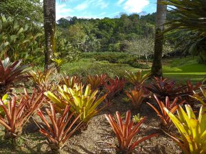 Macaw Lodge, Bromelia Garden