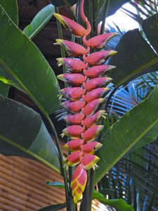 Heliconia nigripraefixa