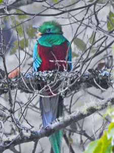 Resplendent Quetzal (Pharomachrus mocinno)