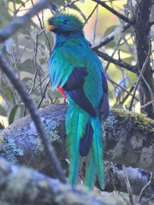 Resplendent Quetzal (Pharomachrus mocinno)