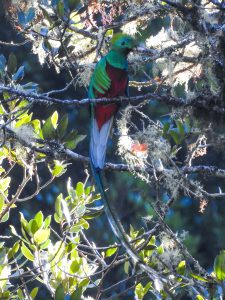 Resplendent Quetzal (Pharomachrus mocinno)