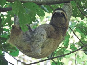 Three-toed Sloth (Bradypus variegatus)