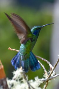 Green Violetear (Colibri thalssinus)