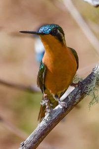 White-throated Mountain gem (Lampornis castaneoventris) female