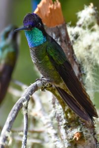 Purple-throated Mountain-gem (Lampornis calolaemus)