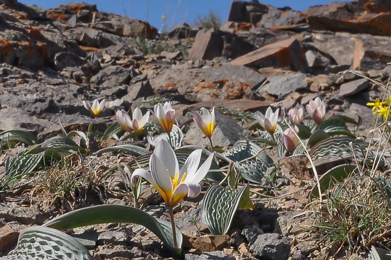 Tulipa regelii