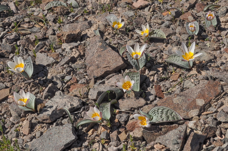 Tulipa regelii