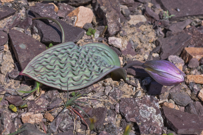 Tulipa regelii