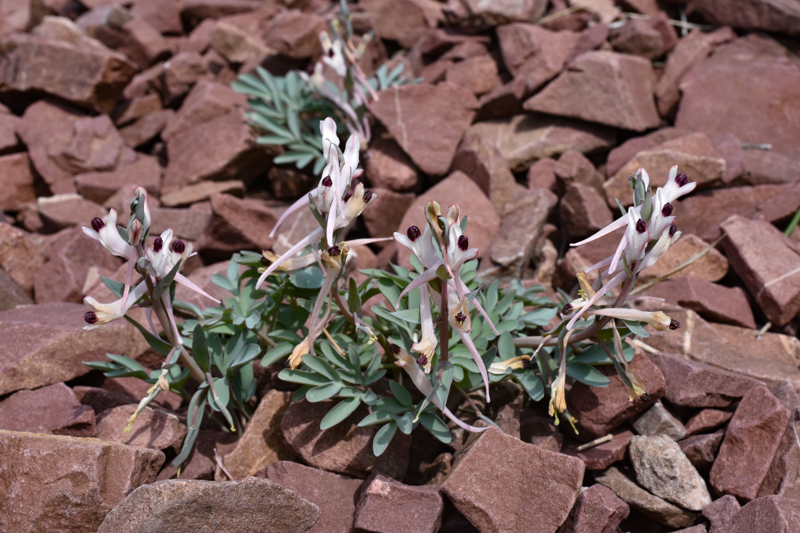 Corydalis schanginii