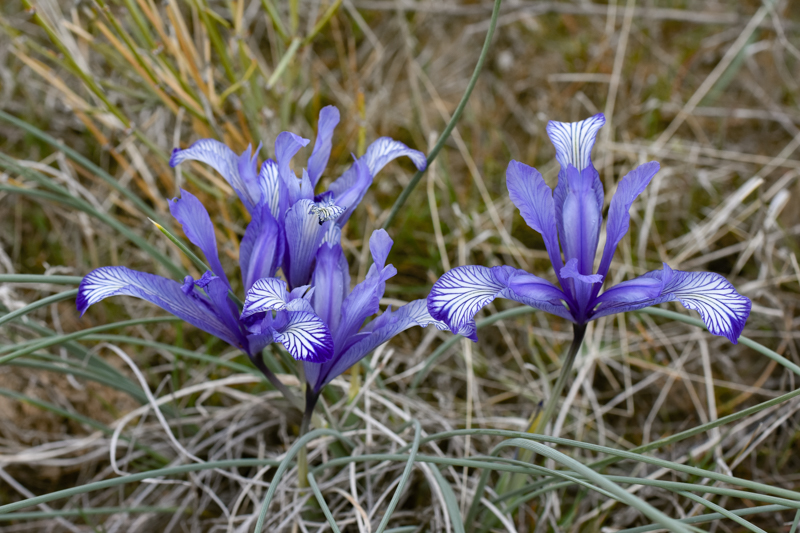 Iris tenuifolia