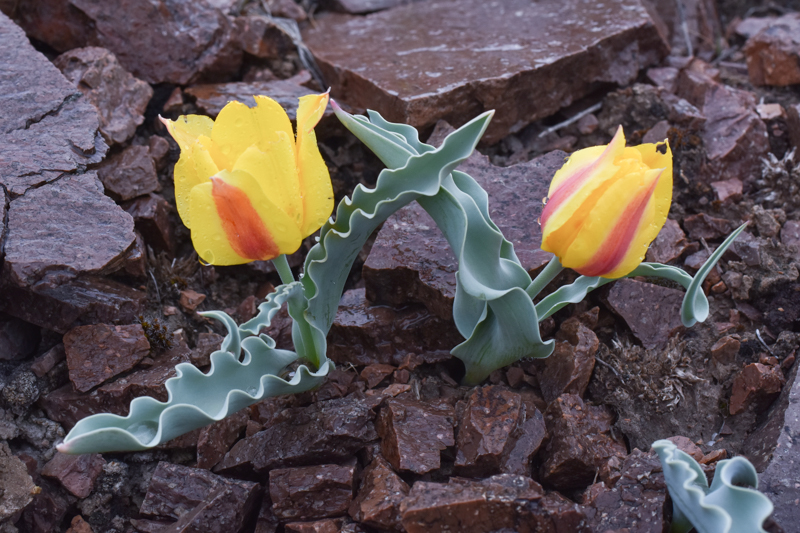 Tulipa alberti