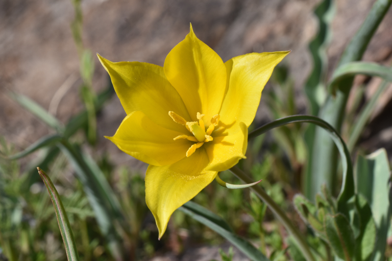 Tulipa jansii