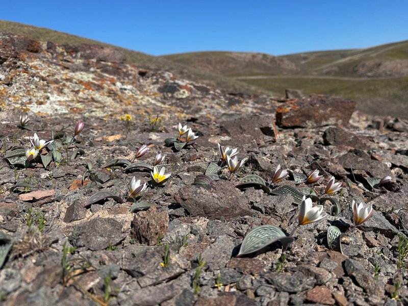 Tulipa regelii