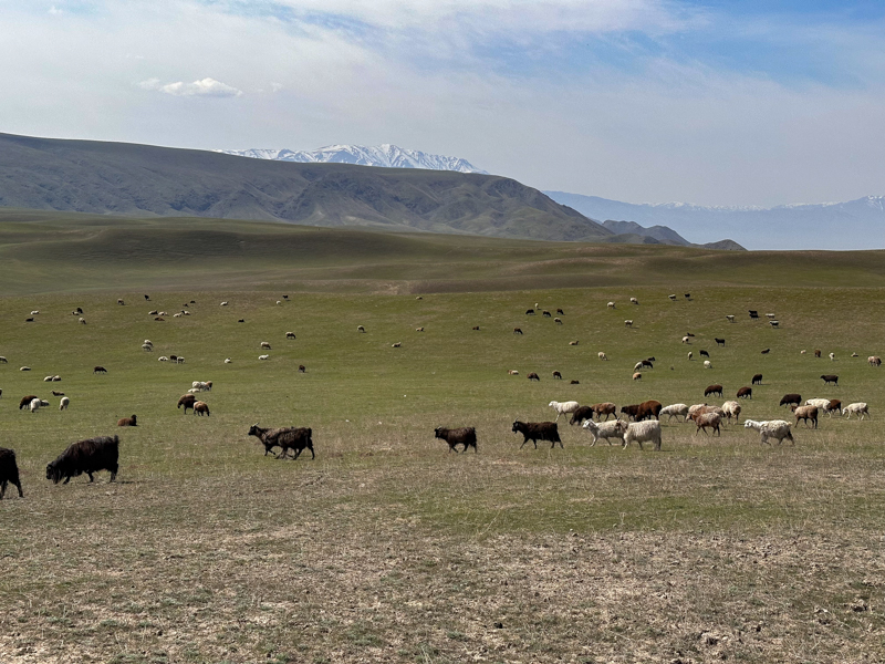 Sheep at Tian Shan