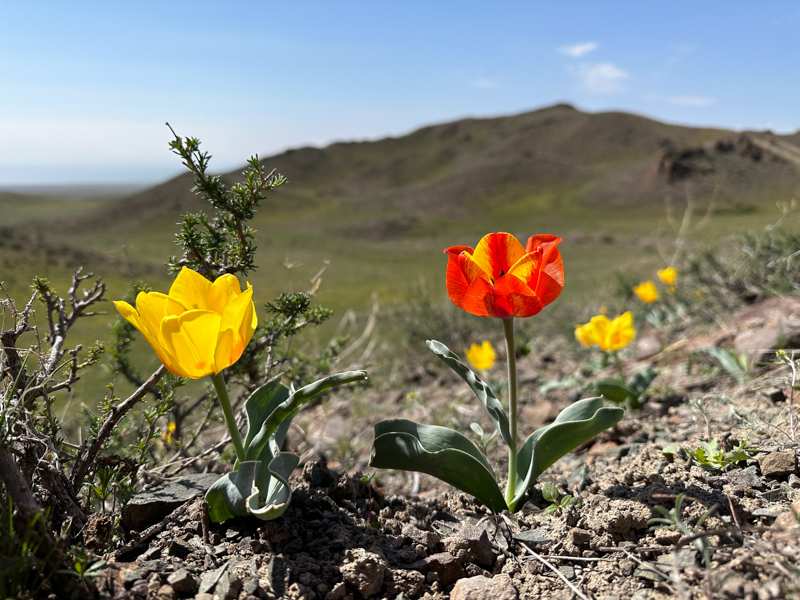 Tulipa alberti (variation)