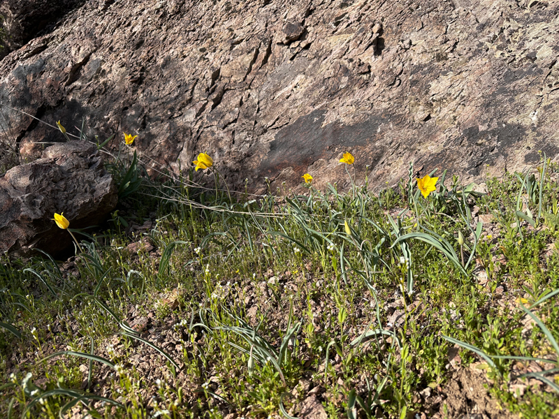 Habitat Tulipa jansii